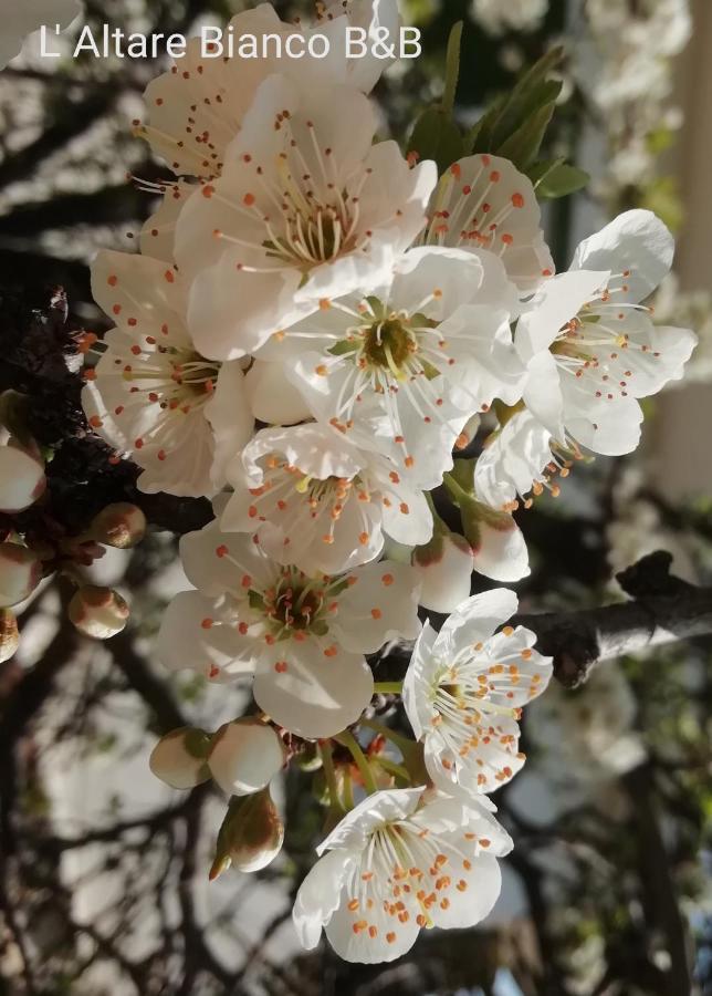 B&B L'Altare Bianco Vieste Dış mekan fotoğraf