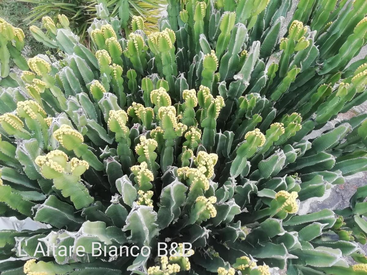 B&B L'Altare Bianco Vieste Dış mekan fotoğraf