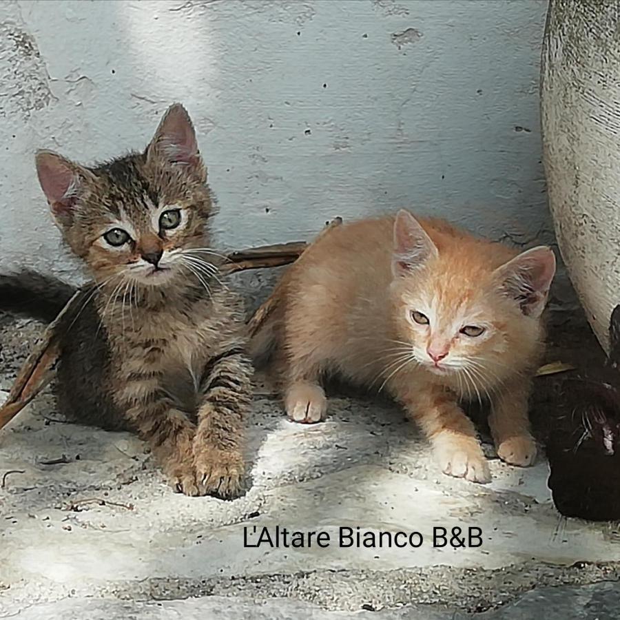 B&B L'Altare Bianco Vieste Dış mekan fotoğraf